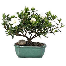 Gardenia Bonsai
